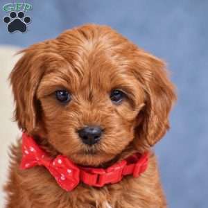 Faith, Cavapoo Puppy