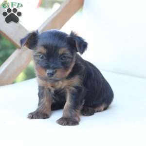 Jake, Yorkie Puppy
