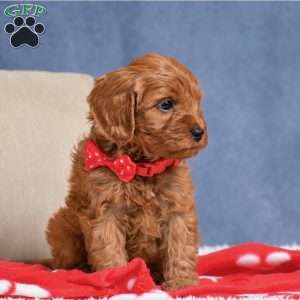 Faith, Cavapoo Puppy