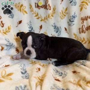 Brandi, Boston Terrier Puppy
