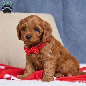 Faith, Cavapoo Puppy