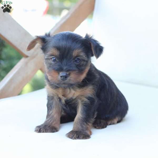 Jake, Yorkie Puppy