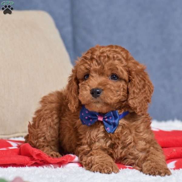 Frank, Cavapoo Puppy