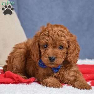 Frank, Cavapoo Puppy