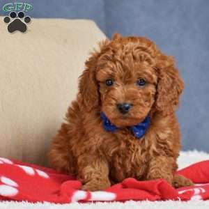 Frank, Cavapoo Puppy