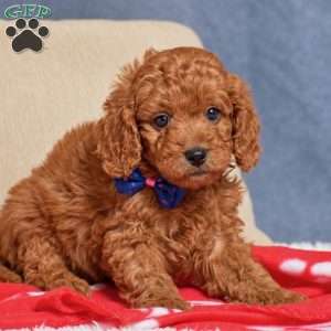 Frank, Cavapoo Puppy
