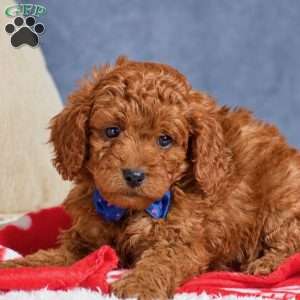 Frank, Cavapoo Puppy