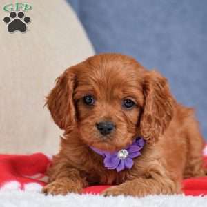 Flint, Cavapoo Puppy