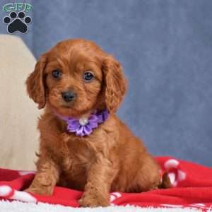 Flint, Cavapoo Puppy