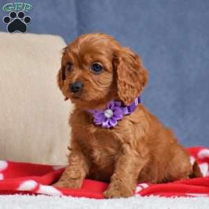 Flint, Cavapoo Puppy