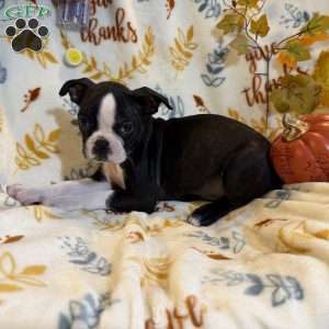 Brandi, Boston Terrier Puppy