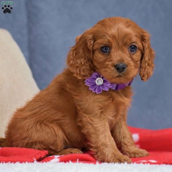 Flint, Cavapoo Puppy