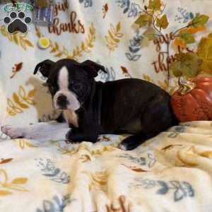Brandi, Boston Terrier Puppy