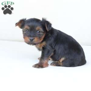 Jake, Yorkie Puppy