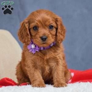 Flint, Cavapoo Puppy
