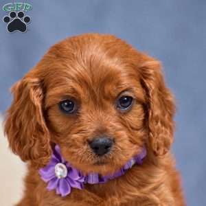 Flint, Cavapoo Puppy