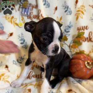 Brandi, Boston Terrier Puppy