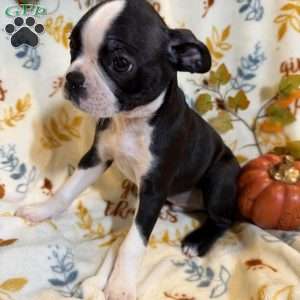 Brandi, Boston Terrier Puppy