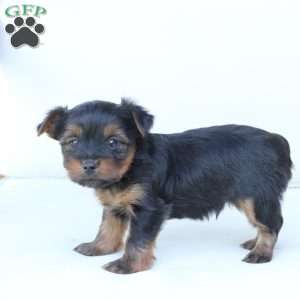 Jake, Yorkie Puppy