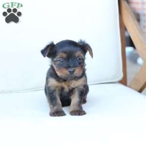 Jake, Yorkie Puppy