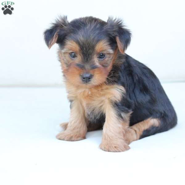 Bentley, Yorkie Puppy