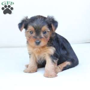 Bentley, Yorkie Puppy