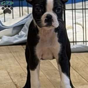 Brandi, Boston Terrier Puppy