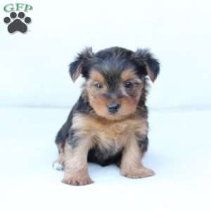 Bentley, Yorkie Puppy
