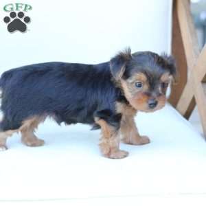 Bentley, Yorkie Puppy