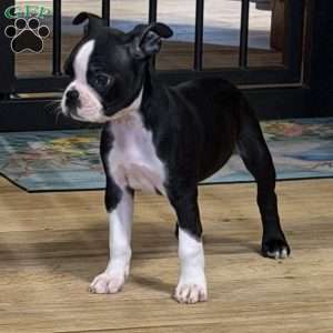 Brandi, Boston Terrier Puppy