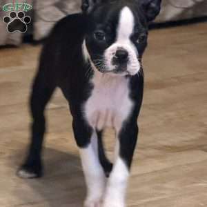 Brandi, Boston Terrier Puppy