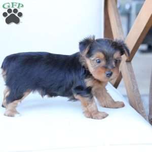 Bentley, Yorkie Puppy