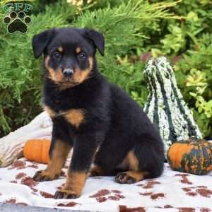 Bianca, Rottweiler Puppy