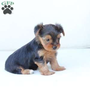 Bentley, Yorkie Puppy