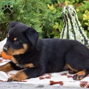 Bianca, Rottweiler Puppy