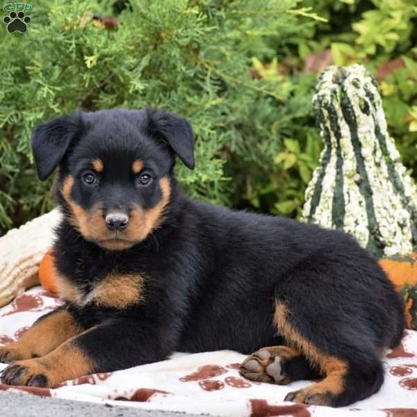Bianca, Rottweiler Puppy