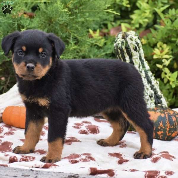Bristol, Rottweiler Puppy
