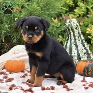 Bristol, Rottweiler Puppy