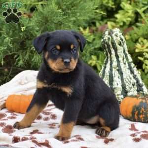 Bristol, Rottweiler Puppy