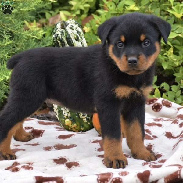 Boston, Rottweiler Puppy