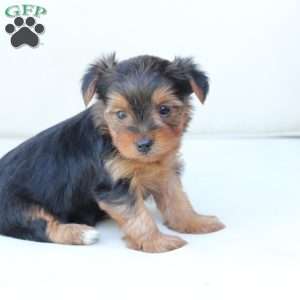 Bentley, Yorkie Puppy