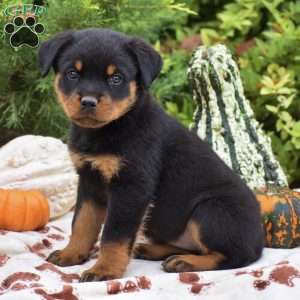Boston, Rottweiler Puppy