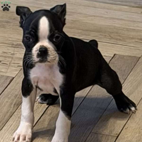 Brandi, Boston Terrier Puppy