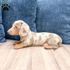 Oliver, Dachshund Puppy
