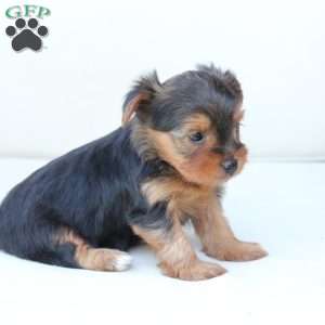 Bentley, Yorkie Puppy