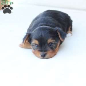 Jasper, Yorkie Puppy