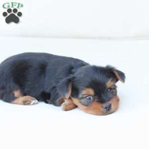 Jasper, Yorkie Puppy