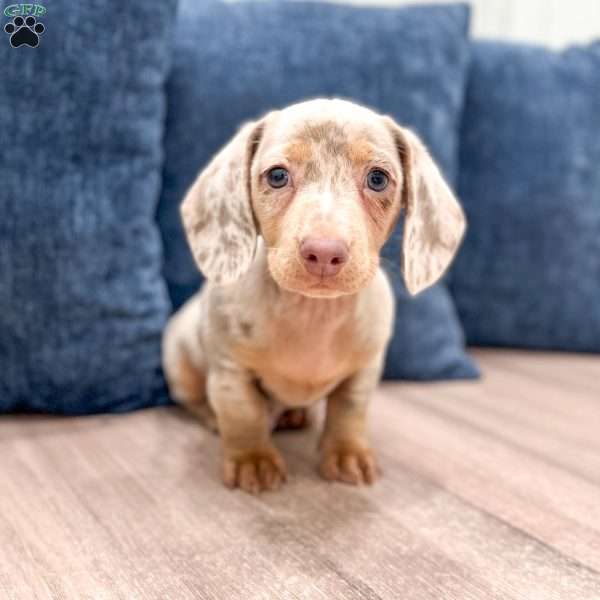 Oliver, Dachshund Puppy