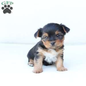 Jasper, Yorkie Puppy