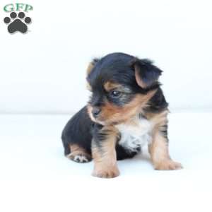 Jasper, Yorkie Puppy